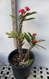 Crown of Thorns Euphorbia Milii Variegated PINK CHARM Corona de Cristo