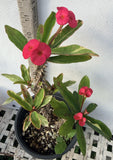 Crown of Thorns Euphorbia Milii Variegated PINK CHARM Corona de Cristo