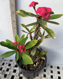 Crown of Thorns Euphorbia Milii Variegated PINK CHARM Corona de Cristo
