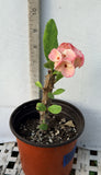 Euphorbia Milii SWEET HONEYMOON Crown Of Thorns  Corona de Cristo