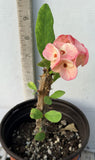 Euphorbia Milii SWEET HONEYMOON Crown Of Thorns  Corona de Cristo