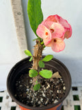 Euphorbia Milii SWEET HONEYMOON Crown Of Thorns  Corona de Cristo