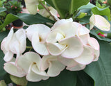 Euphorbia Milii Sexy Pink Crown of Thorns – Starter Cutting