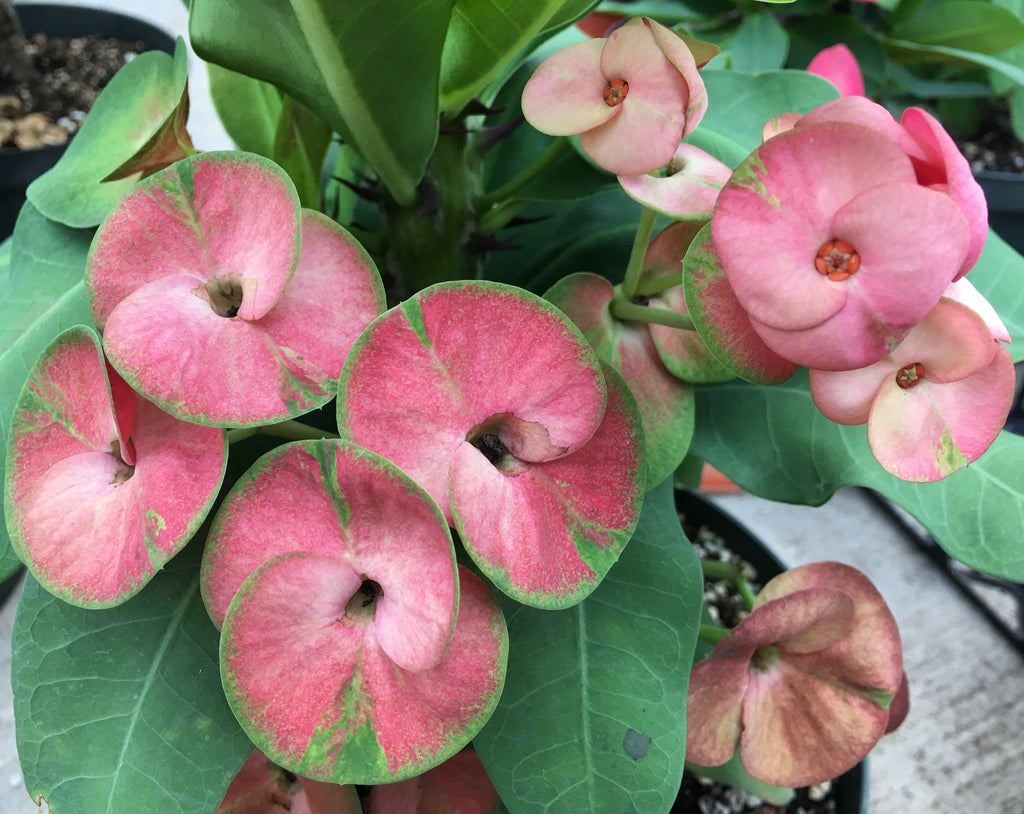 millionaire plant succulent Euphorbia Milii ENCHANTED PINK Crown of Thorns Corona de Cristo Cactus – Euphorbia Milii Garden (Crown Of Thorns)