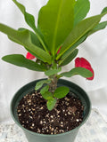 Euphorbia Milii RUAY CHANGLOEI Crown of Thorns Corona de Cristo Succulent