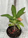 Euphorbia Milii UDOM SIN Crown of Thorns Corona de Cristo Cactus Thai Hybrid
