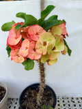 Euphorbia Milii Crown of Thorns Collection "Tropical Tango"