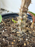 Euphorbia Milii Crown of Thorns Collection "Tropical Tango"