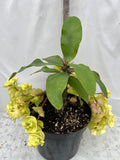 Euphorbia Milii MON AMOUR Crown of Thorns Corona de Cristo