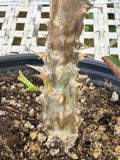 Euphorbia Milii Crown of Thorns Collection "Tropical Tango"