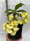 Euphorbia Milii MON AMOUR Crown of Thorns Corona de Cristo