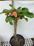 Euphorbia Milii Crown of Thorns Collection "Tropical Tango"