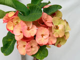 Euphorbia Milii Crown of Thorns Collection "Tropical Tango"