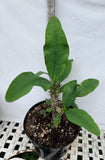 Euhorbia Milii Crown Of Thorns "Make A Wish" Corona de Cristo Thai Hybrid