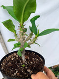 Euhorbia Milii Crown Of Thorns "Make A Wish" Corona de Cristo Thai Hybrid