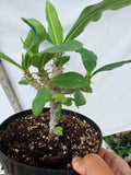 Euhorbia Milii Crown Of Thorns "Make A Wish" Corona de Cristo Thai Hybrid