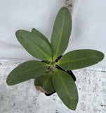 Euphorbia Milii JAN JAO Crown of Thorns  Corona de Cristo