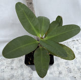 Euphorbia Milii JAN JAO Crown of Thorns  Corona de Cristo