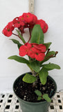 Euphorbia Milii TOP MILLIONAIRE (Yod Sethee) Crown of Thorns Corona de Cristo