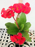 Euphorbia Milii TOP MILLIONAIRE (Yod Sethee) Crown of Thorns Corona de Cristo
