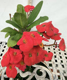 Euphorbia Milii TOP MILLIONAIRE (Yod Sethee) Crown of Thorns Corona de Cristo
