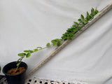 Hoya Cummingiana Porcelain Flower Honey Plant Wax Vine Flor de Cera Indoor Plant