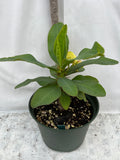Euphorbia Milii OLIVIA Crown of Thorns Corona d'Cristo/Espina Succulent