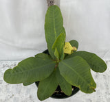 Euphorbia Milii OLIVIA Crown of Thorns Corona d'Cristo/Espina Succulent