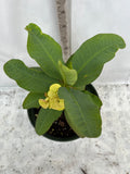 Euphorbia Milii OLIVIA Crown of Thorns Corona d'Cristo/Espina Succulent