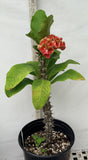 Euphorbia Milii RUAY CHANGLOEI Crown of Thorns Corona de Cristo Succulent