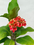 Euphorbia Milii RUAY CHANGLOEI Crown of Thorns Corona de Cristo Succulent