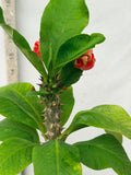 Euphorbia Milii RUAY CHANGLOEI Crown of Thorns Corona de Cristo Succulent