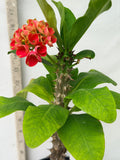 Euphorbia Milii RUAY CHANGLOEI Crown of Thorns Corona de Cristo Succulent