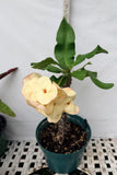 Euhorbia Milii Crown Of Thorns Corona de Cristo COLLECTOR'S COLLECTION