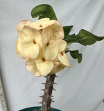Euhorbia Milii Crown Of Thorns Corona de Cristo COLLECTOR'S COLLECTION
