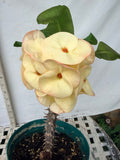 Euhorbia Milii Crown Of Thorns Corona de Cristo COLLECTOR'S COLLECTION