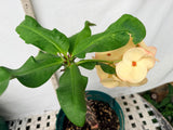 Euhorbia Milii Crown Of Thorns Corona de Cristo COLLECTOR'S COLLECTION