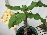Euhorbia Milii Crown Of Thorns Corona de Cristo COLLECTOR'S COLLECTION