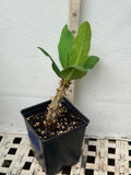 Euphorbia Milii ANGEL FACE Crown of Thorns Corona De Cristo Cactus Thai Hybrid