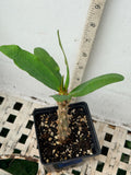 Euphorbia Milii ANGEL FACE Crown of Thorns Corona De Cristo Cactus Thai Hybrid