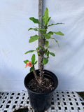 Euphorbia Milii FLAME of the FOREST Corona de Cristo Tropicals Succulents