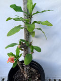 Euphorbia Milii FLAME of the FOREST Corona de Cristo Tropicals Succulents