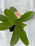 Euphorbia Milii HONEYMOON Crown Of Thorns  Corona de Cristo