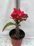 Euphorbia Milii TOP MILLIONAIRE (Yod Sethee) Crown of Thorns Corona de Cristo