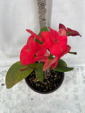 Euphorbia Milii TOP MILLIONAIRE (Yod Sethee) Crown of Thorns Corona de Cristo