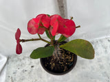 Euphorbia Milii TOP MILLIONAIRE (Yod Sethee) Crown of Thorns Corona de Cristo