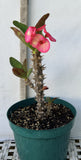 Euphorbia Milii PRECIOUS RUBY (Tub Tim Chan) Crown of Thorns Thai Hybrid