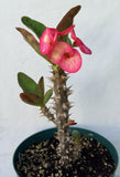 Euphorbia Milii PRECIOUS RUBY (Tub Tim Chan) Crown of Thorns Thai Hybrid