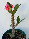 Euphorbia Milii PRECIOUS RUBY (Tub Tim Chan) Crown of Thorns Thai Hybrid