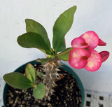 Euphorbia Milii PRECIOUS RUBY (Tub Tim Chan) Crown of Thorns Thai Hybrid